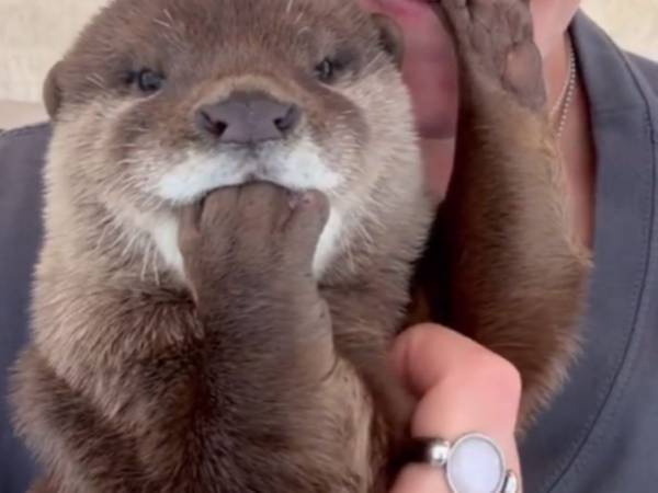 右足をハムハムするカワウソ　空いている左足の『行方』に「うらやましい！」