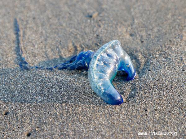 自治体「絶対に触らないで！」　青いゴミの正体に「ゾッとした」「これは怖い」