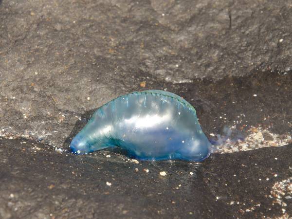 自治体「絶対に触らないで！」　青いゴミの正体に「ゾッとした」「これは怖い」