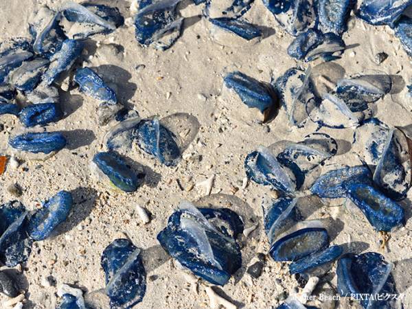 自治体「絶対に触らないで！」　青いゴミの正体に「ゾッとした」「これは怖い」