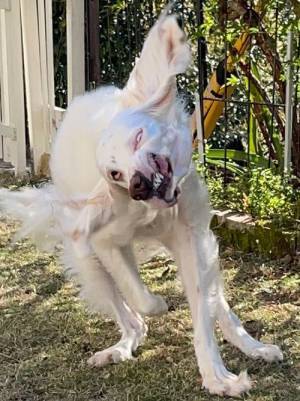 「笑いが止まらん」躍動感あふれる犬の写真を撮ったつもりが…？