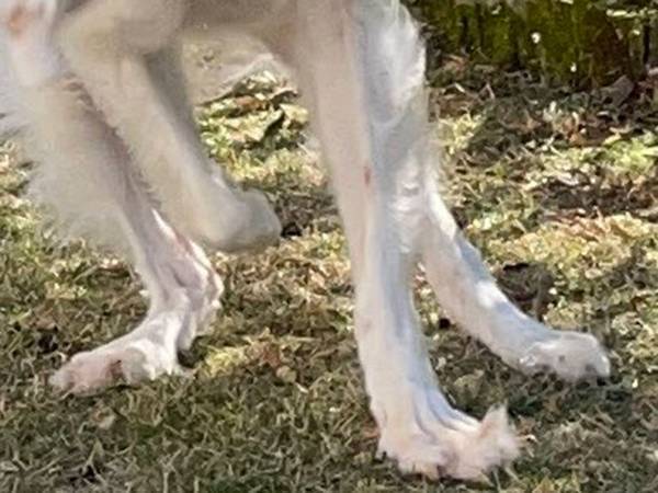 「笑いが止まらん」躍動感あふれる犬の写真を撮ったつもりが…？