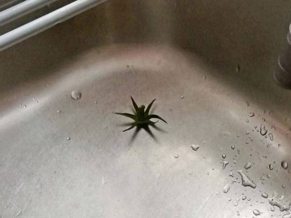 トマトのヘタは食べないで！　トマト農園の注意喚起に「初めて知りました」