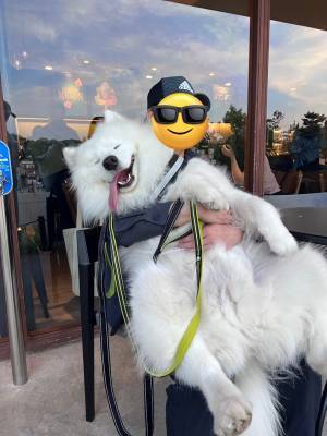 スタバでくつろぐサモエド　飼い主が「だらけ過ぎ」とツッコんだ姿が話題に