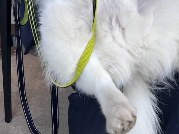 スタバでくつろぐサモエド　飼い主が「だらけ過ぎ」とツッコんだ姿が話題に