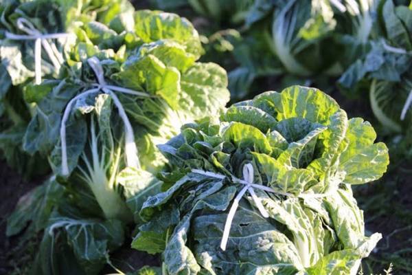 白菜の黒い点、食べても大丈夫？　農家の回答に「知らなかった！」