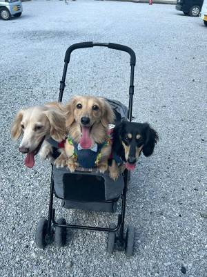 日本各地に『同じ散歩方法の犬』が出没　「自分も見た」と報告された光景が？