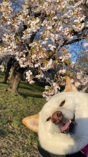 花見に集中できない…　理由が分かる写真に「これは大物」「待ち受けにしたい」