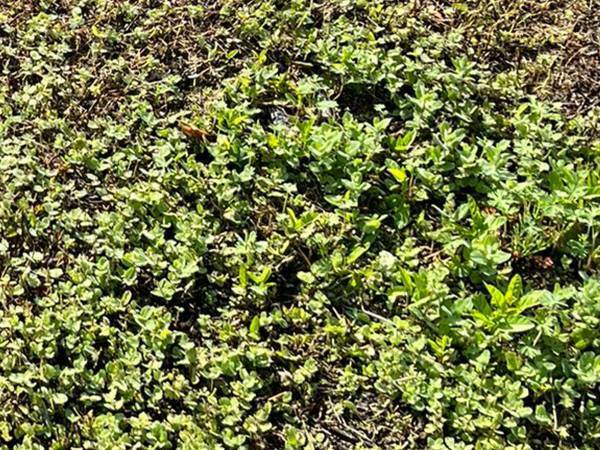 「待っているのは地獄です」　『あるもの』を畑に捨てた結果にゾッ