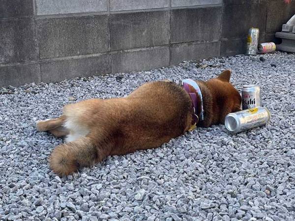 ゴールデンウィーク２日目の柴犬　寝ている姿に「それにしか見えない」「爆笑した」