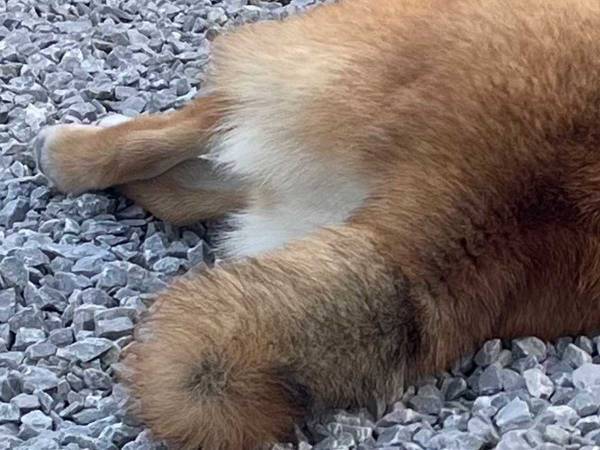 ゴールデンウィーク２日目の柴犬　寝ている姿に「それにしか見えない」「爆笑した」