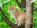 「笑った」「安全だもんね」　猫を木に登らせてあげようとしたら…？