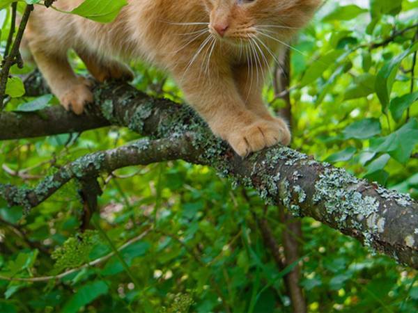 「笑った」「安全だもんね」　『野生の本能を失った猫』と呼ばれた猫がこちら