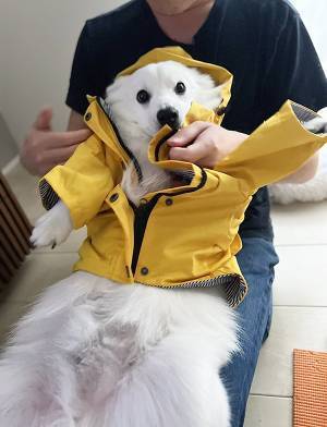 散歩前、服を着せられた犬　その姿に「ごめん吹いたわ」「露骨で笑う」