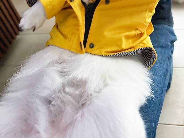 散歩前、服を着せられた犬　その姿に「ごめん吹いたわ」「露骨で笑う」