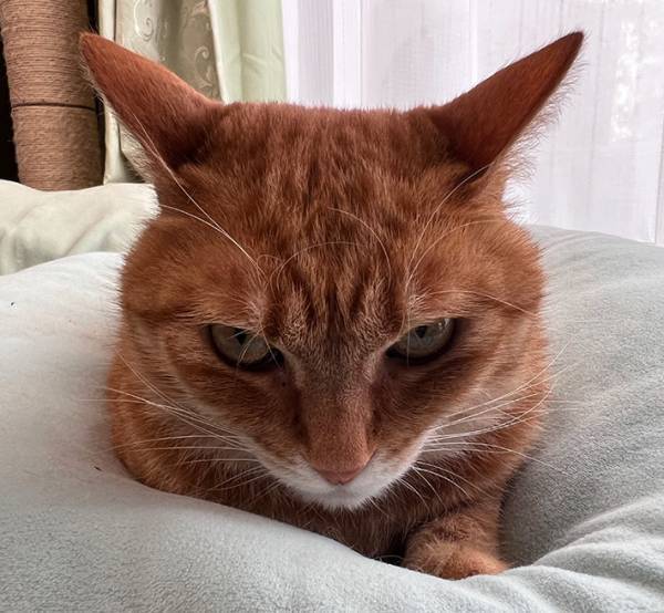 「圧倒的不信が顔に出てる…」　飼い主の電話を聞いた猫の表情が？