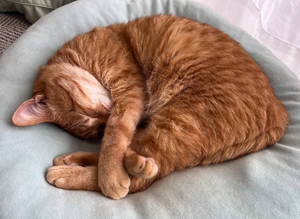 「圧倒的不信が顔に出てる…」　飼い主の電話を聞いた猫の表情が？