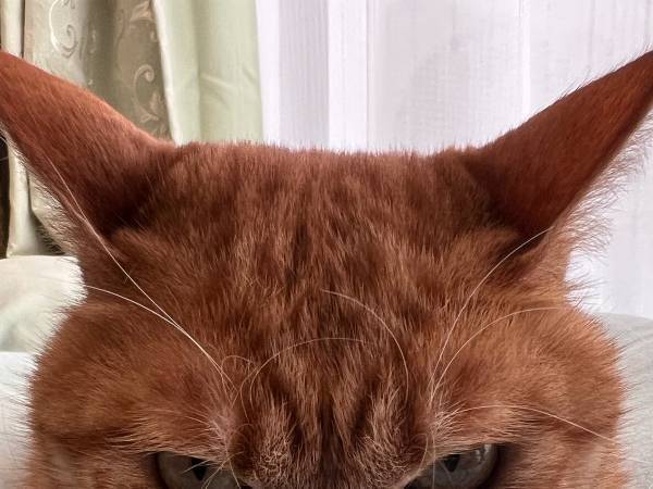 「圧倒的不信が顔に出てる…」　飼い主の電話を聞いた猫の表情が？