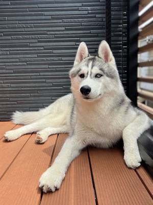 「バーテンダーか」　貫録あるハスキーにツッコミ続出