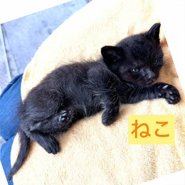 『子猫』の保護に「ちょっと待って！」　止めるワケに「うっわ…」「間違えるのも納得」