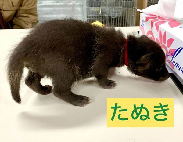 『子猫』の保護に「ちょっと待って！」　止めるワケに「うっわ…」「間違えるのも納得」