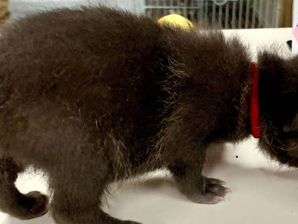 『子猫』の保護に「ちょっと待って！」　止めるワケに「うっわ…」「間違えるのも納得」