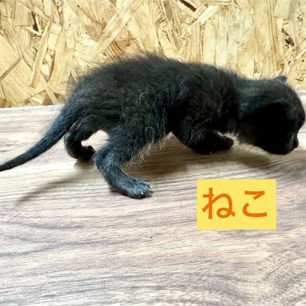 『子猫』の保護に「ちょっと待って！」　止めるワケに「うっわ…」「間違えるのも納得」