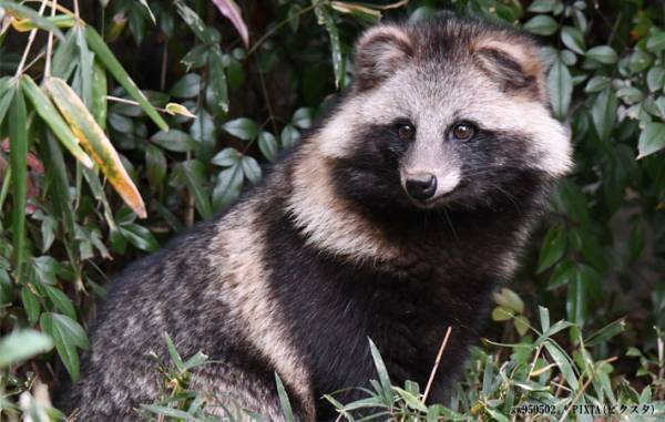 『子猫』の保護に「ちょっと待って！」　止めるワケに「うっわ…」「間違えるのも納得」