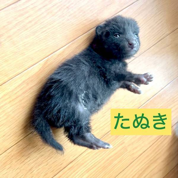 『子猫』の保護に「ちょっと待って！」　止めるワケに「うっわ…」「間違えるのも納得」