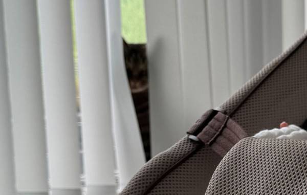 人見知りな猫と、生まれたばかりの赤ちゃん　絶妙な距離感に「笑った」「かわいすぎる」