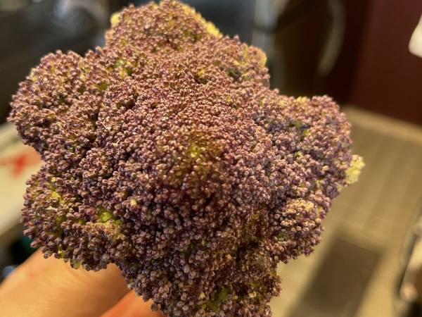 紫がかったブロッコリー見たことない？　実はそれ…　「マジか」「初耳」