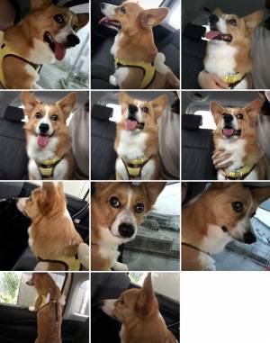 目的地は動物病院　ドライブだと思っていた犬の表情に６万人がクスッ　「怒りと悲しみが伝わってくる」「笑った」