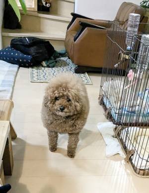 「それにしか見えない」　犬の姿を見ると…「マジだわ」「吹いた」