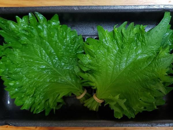 大葉に焼肉のタレかけてみて！　うますぎて「おかわり止まらん」