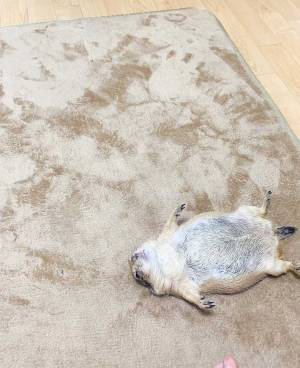 GWの理想的な過ごし方　床に大の字で寝ていたのは？　「笑った」「うらやましい」