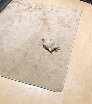 GWの理想的な過ごし方　床に大の字で寝ていたのは？　「笑った」「うらやましい」