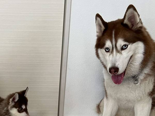 ２匹のハスキーの足元を見ると？　写っていた『存在』に「たまらん」