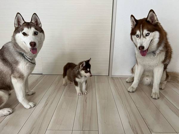２匹のハスキーの足元を見ると？　写っていた『存在』に「たまらん」