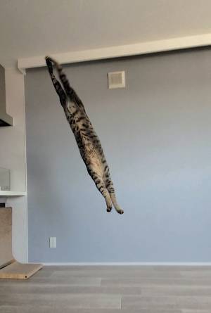 【注】これは本当に猫です　衝撃的な姿に「ウソだろ！？」「マジかよ」