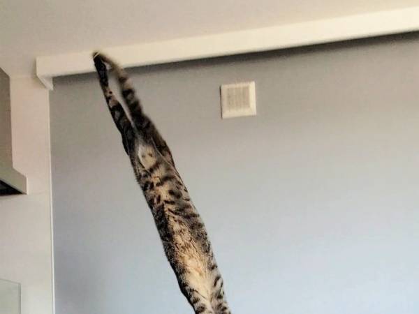 【注】これは本当に猫です　衝撃的な姿に「ウソだろ！？」「マジかよ」