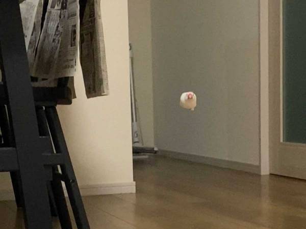 『何か』が発射された瞬間を激写　『謎のミサイル』の正体に「どういう現象だよ」「状況が分からない