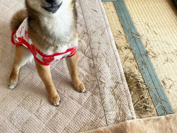 柴犬「やってやりましたよ！」　飼い主が絶叫すると…「ごめん爆笑した」