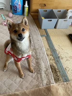 柴犬「やってやりましたよ！」　飼い主が絶叫すると…「ごめん爆笑した」