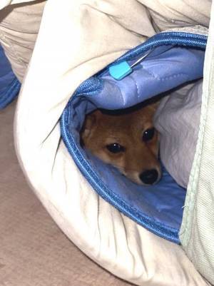 柴犬「やってやりましたよ！」　飼い主が絶叫すると…「ごめん爆笑した」