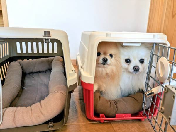 飼い主「朝から笑った」　２匹のポメがハウスに入ると？