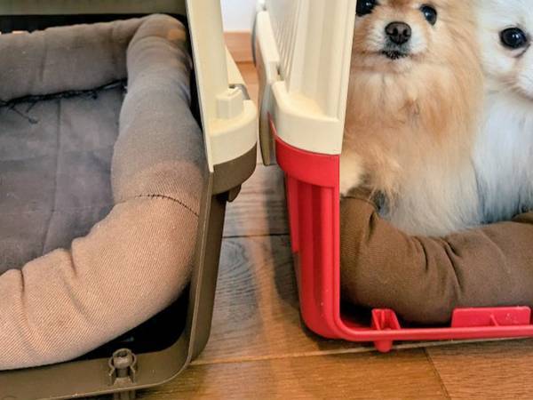 飼い主「朝から笑った」　２匹のポメがハウスに入ると？