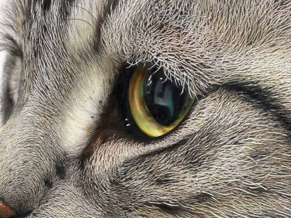 どっからどう見ても…　猫の画像に５万いいねのワケとは？