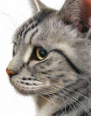 どっからどう見ても…　猫の画像に５万いいねのワケとは？