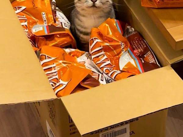 キャットフードに囲まれた猫の表情に『２８万いいね』　「CMに使える」「見事な写真」