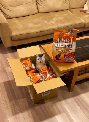 キャットフードに囲まれた猫の表情に『２８万いいね』　「CMに使える」「見事な写真」